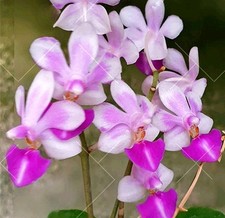 Rare Phalaenopsis Equalacea x