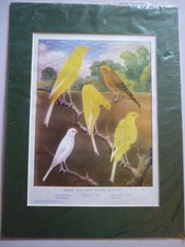 Canary breeds that - "breeds, merit