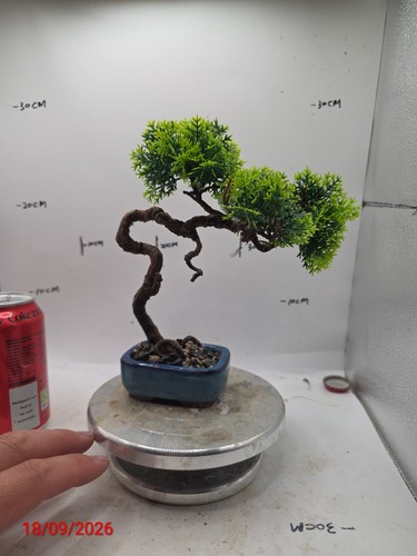 Handmade artificial bonsai - artificial, |