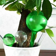 Plant self watering - plant,