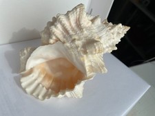 Seashell - Giant Frog Shell - Tutufa Bubo 150mm