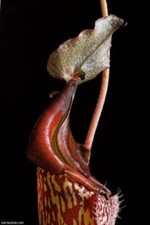 NEPENTHES MAXIMA - CARNIVOROUS PLANT, 10 SEEDS