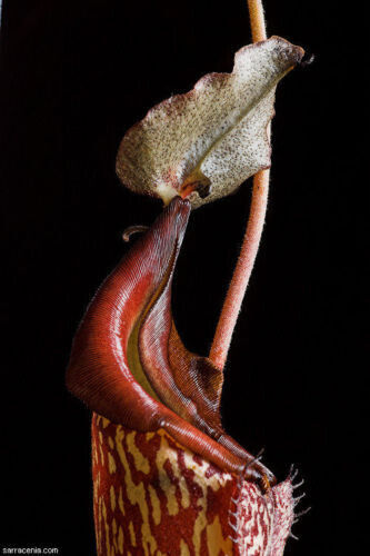 Nepenthes maxima carnivorous - nepenthes,