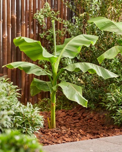 Musa basjoo banana 30см - basjoo,