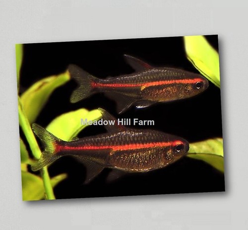 Fridge magnet tropical - fridge,