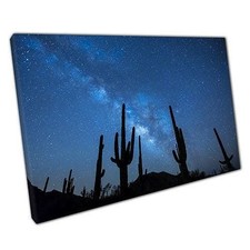 Cactus Shadows Canvas Art
