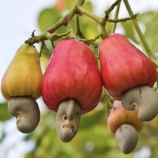 Rare Grow CASHEW NUT Seeds