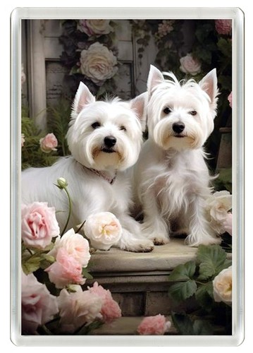 West highland white terrier - west,