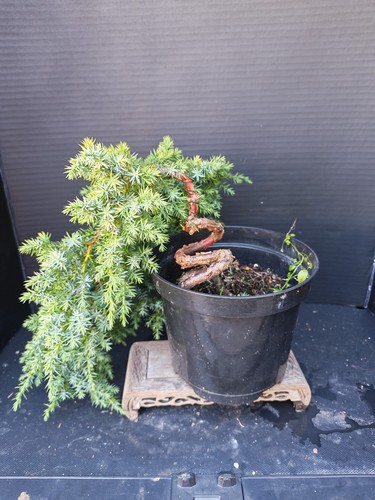 Juniper bonsai tree training - tree,