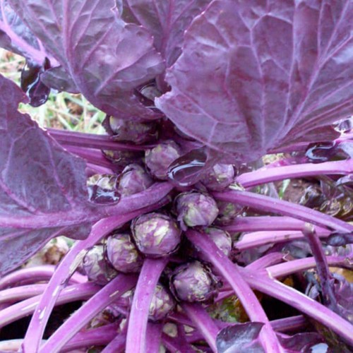 Vegetable brussel sprout red - vegetable,