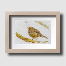 Robin Wildlife British Bird