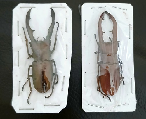Bronze stag beetle cyclommatus - bronze,