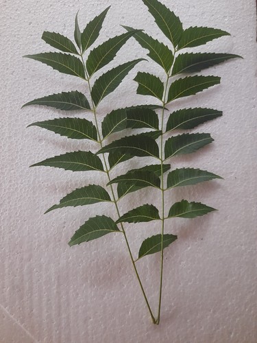 Dried neem leaves ceylon - dried,