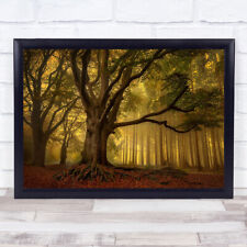 Old Tree Trees Forest Autumn Fall Tree Trunks Fog Mist Wall Art Print