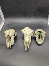 British Hill Ewe Sheep Skull