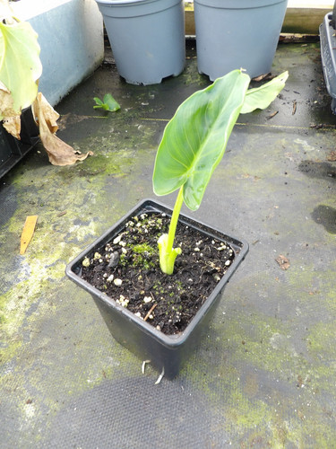 Zantedeschia white giant - zantedeschia,