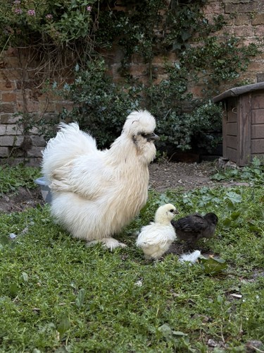 Pure silkie bantam eggs - silkie,