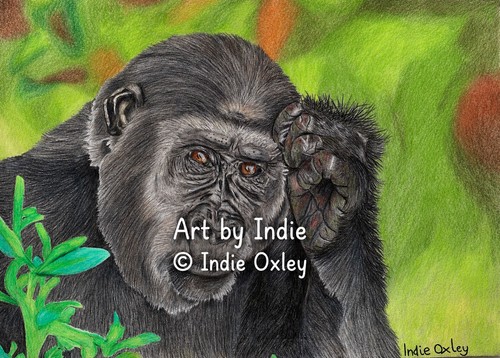 Gorilla original coloured - gorilla, a4