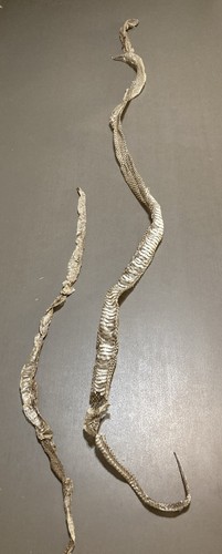 Snake sheds bull - 2, 60”
