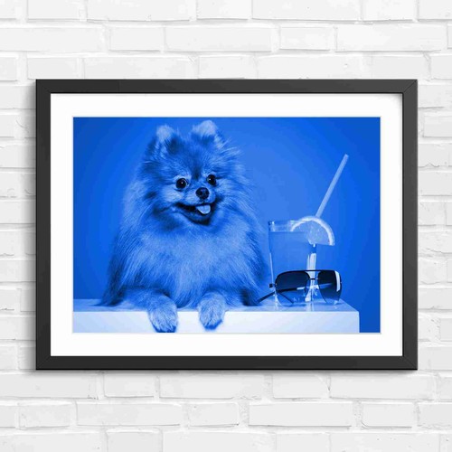 Cute fluffy brown pomeranian - cute,