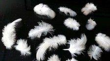 Natural feathers x 45 SMALL WHITE +GREY PIGEON UK feathers, 4 CRAFTS FREE UK P&P