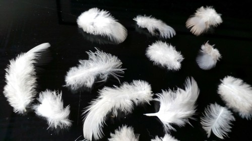 Natural feathers small - feathers, 45