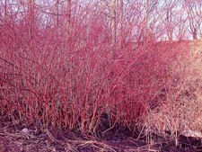 CORNUS ALBA - DOGWOOD. A fantastic winter red barked bush.Good border 25 seeds