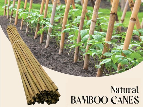 Strong bamboo canes - 20,
