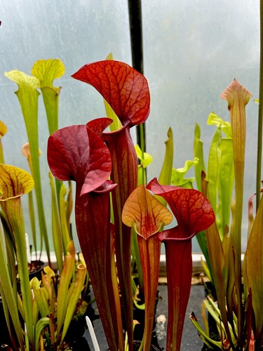 Sarracenia johnny marr - sarracenia,