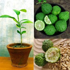 Kaffir Lime seeds Kaffir