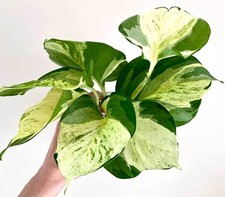1 x Manjula Pothos Variegated Houseplant Cutting (6cm+) | READ DESCRIPTION
