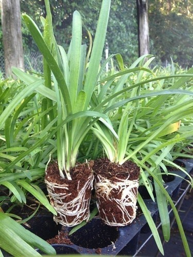 Agapanthus getty white 3 - agapanthus,