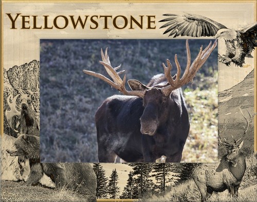 Yellowstone national park - national,