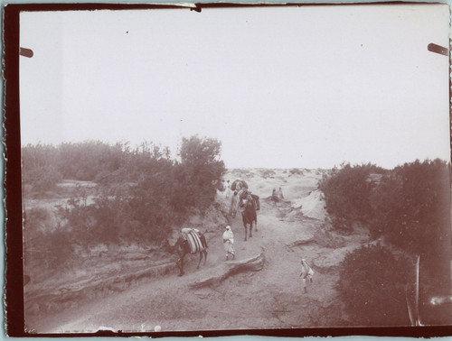 Algeria desert caravan - algeria,,