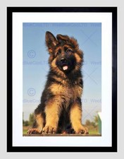 PUPPY GERMAN SHEPHERD ALSATIAN BLACK FRAME FRAMED ART PRINT PICTURE B12X8965