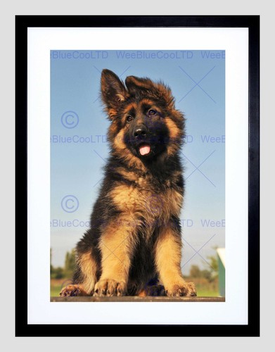Puppy german shepherd alsatian - puppy,