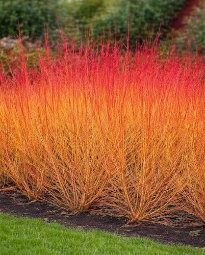 Cornus midwinter fire 60cm - cornus,