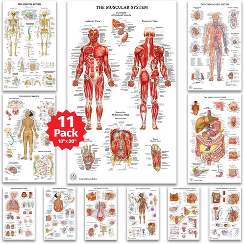 Human anatomy posters - anatomy,