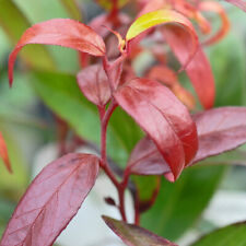 Leucothoe Hardy Shrub Evergreen Garden Plant Burning Love 1 or 2 x 3.6L Pot T&M