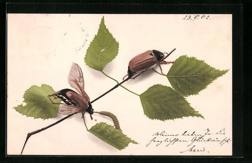 Postcard may beetles on - may,