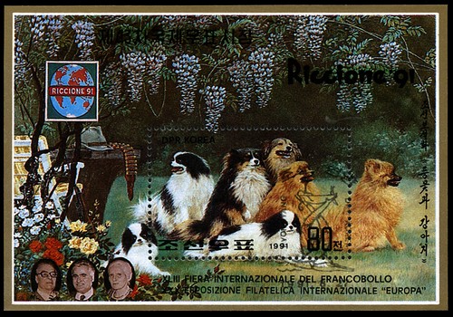 Japanese chin pomeranian spitz - pomeranian,