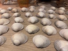 Prickly cockle shells for - prickly,