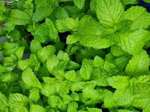 Organic aromatic peppermint - organic,