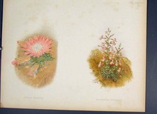 Original Old Antique Print