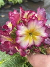 Primula Showstopper