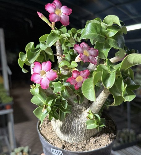 Pot 15cm raresucculent - pot,
