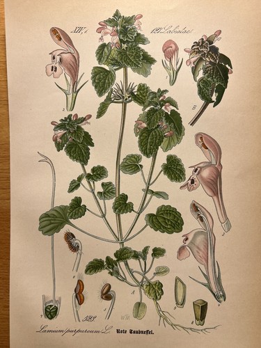 1886 antique illustration red - 1886,