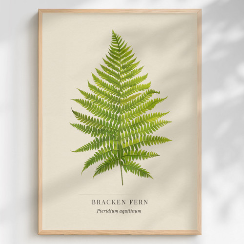 Bracken fern print - print, pteridium