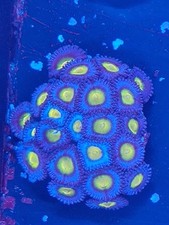 AOI   Zoa Frag zoas  frag