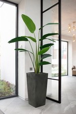 Large tall plant pot - plant, concrete